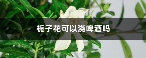 栀子花可以浇啤酒吗