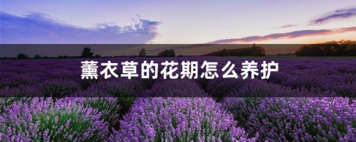 薰衣草的花期怎么养护