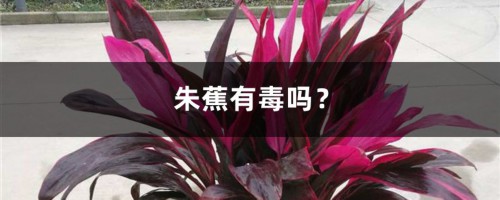 朱蕉有毒吗？