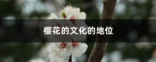 樱花的文化的地位