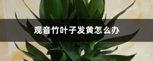 观音竹叶子发黄怎么办