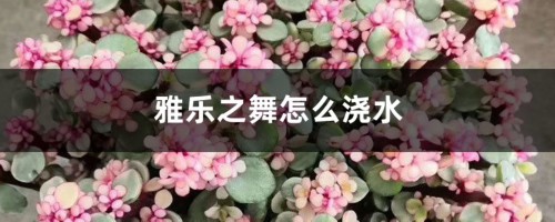 雅乐之舞怎么浇水