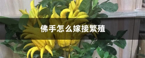 佛手怎么嫁接繁殖